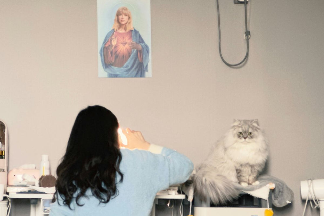 Prix stérilisation chat femelle : combien coûte l'opération en 2026 ? - Muzo