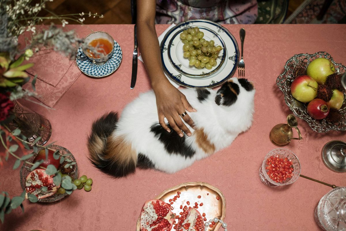 Que mangent les chats ? Conseils sur l'alimentation des chats sauvages et domestiques - Muzo
