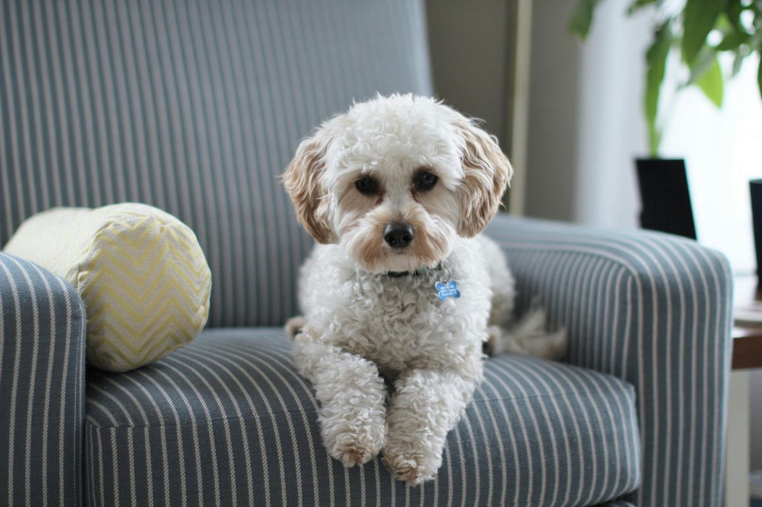 Quel chien est fait pour moi ? Guide et test pour choisir la race idéale - Muzo