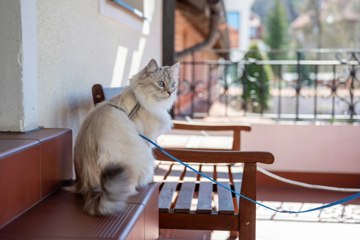 Quel harnais pour chat choisir en 2025 ? - Muzo
