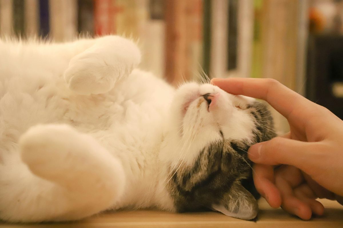 Quelle couleur voit les chats ? Vision et perception du chat - Muzo