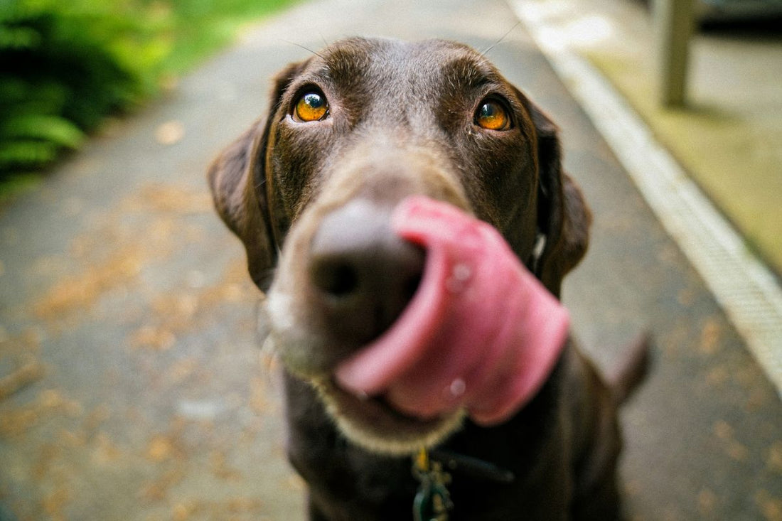 Quelle est la meilleure alimentation pour un chien ? - Muzo