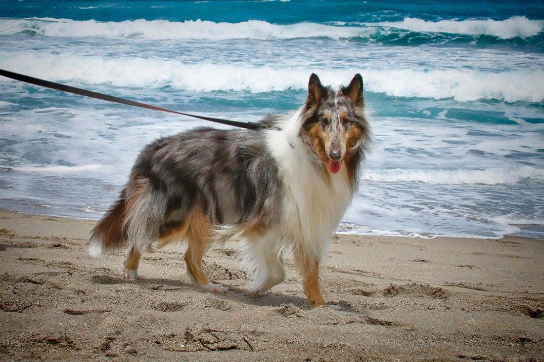 Quelle race de chien choisir : guide complet pour trouver le compagnon idéal - Muzo