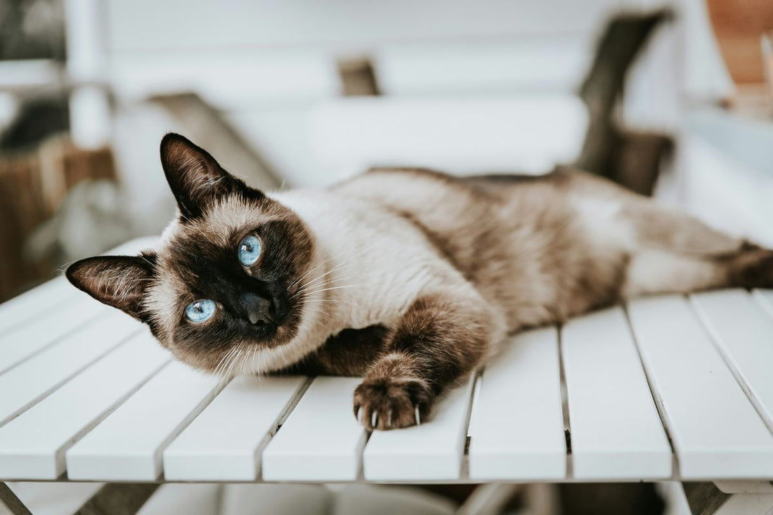 Race de chats : guide complet pour choisir le chat idéal - Muzo