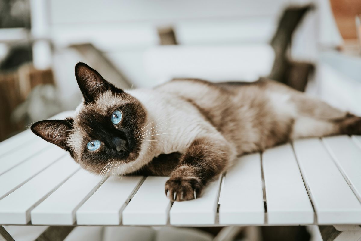 Race de chats : guide complet pour choisir le chat idéal - Muzo