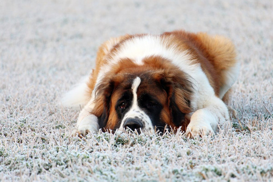 Saint Bernard prix : tout savoir sur le coût et l’entretien de ce géant au grand cœur - Muzo