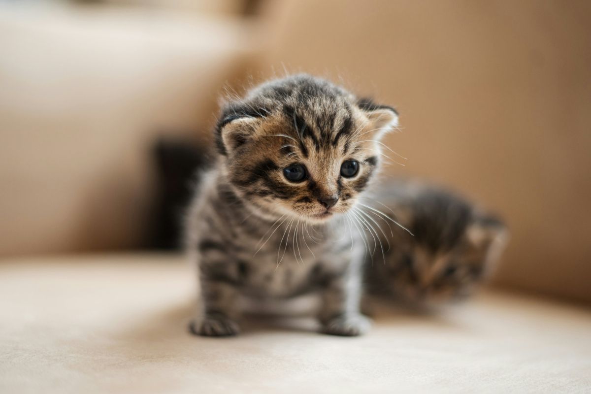 Sevrage chaton : âge, étapes et conseils pour un développement réussi - Muzo