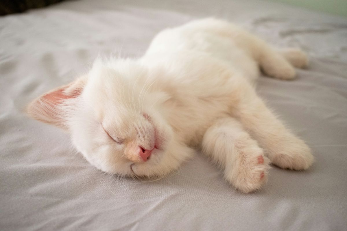 Sommeil du chaton : durée, cycles et conseils pour bien dormir - Muzo
