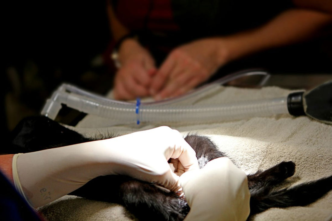 Stérilisation chat mâle prix : combien coûte la castration d’un chat ? - Muzo