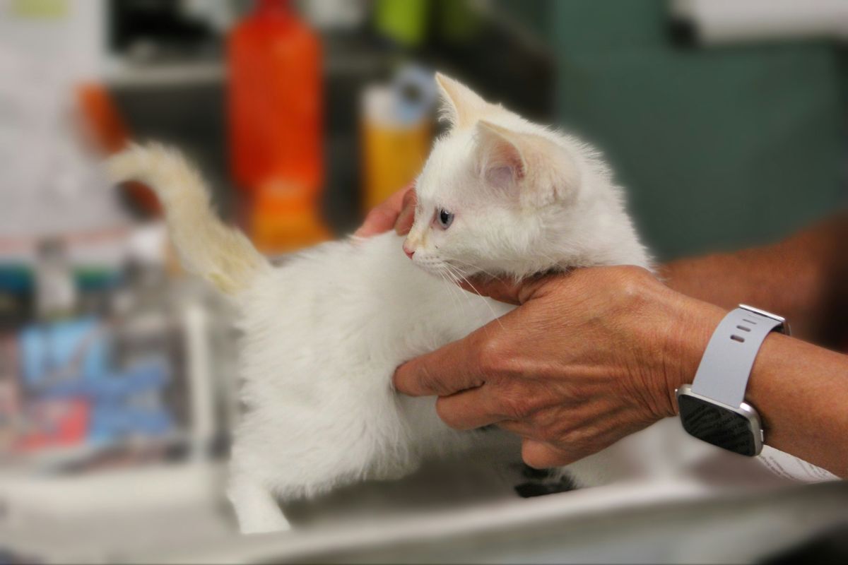 Vermifuge pour chat prix : combien coûte un traitement en 2026 ? - Muzo