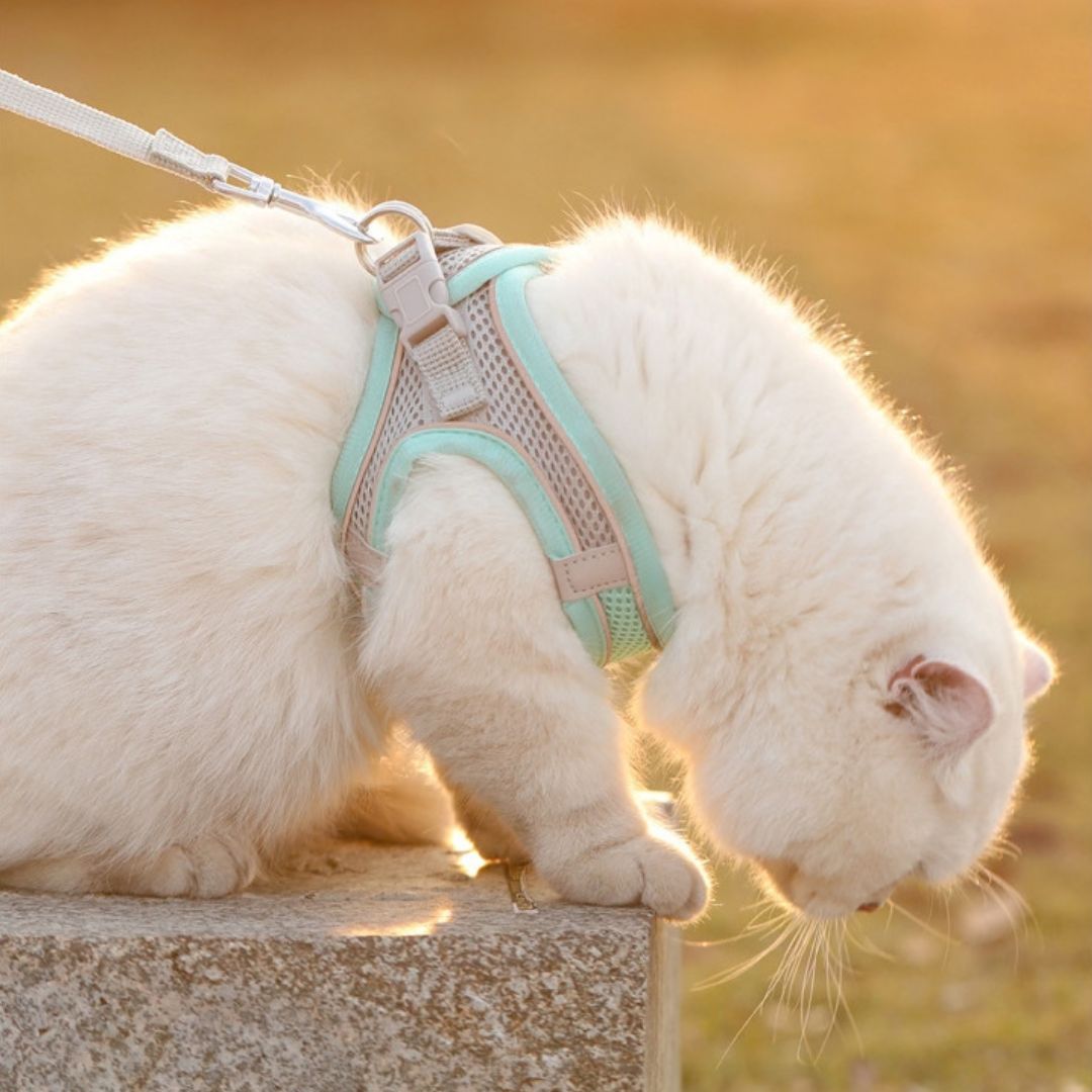 Chat blanc avec un harnais bleu clair réfléchissant