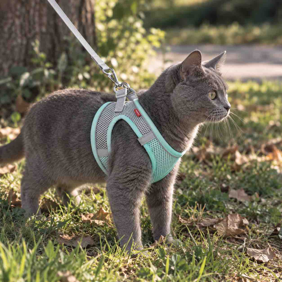 Un chat gris portant un harnais pour chat réfléchissant bleu clair