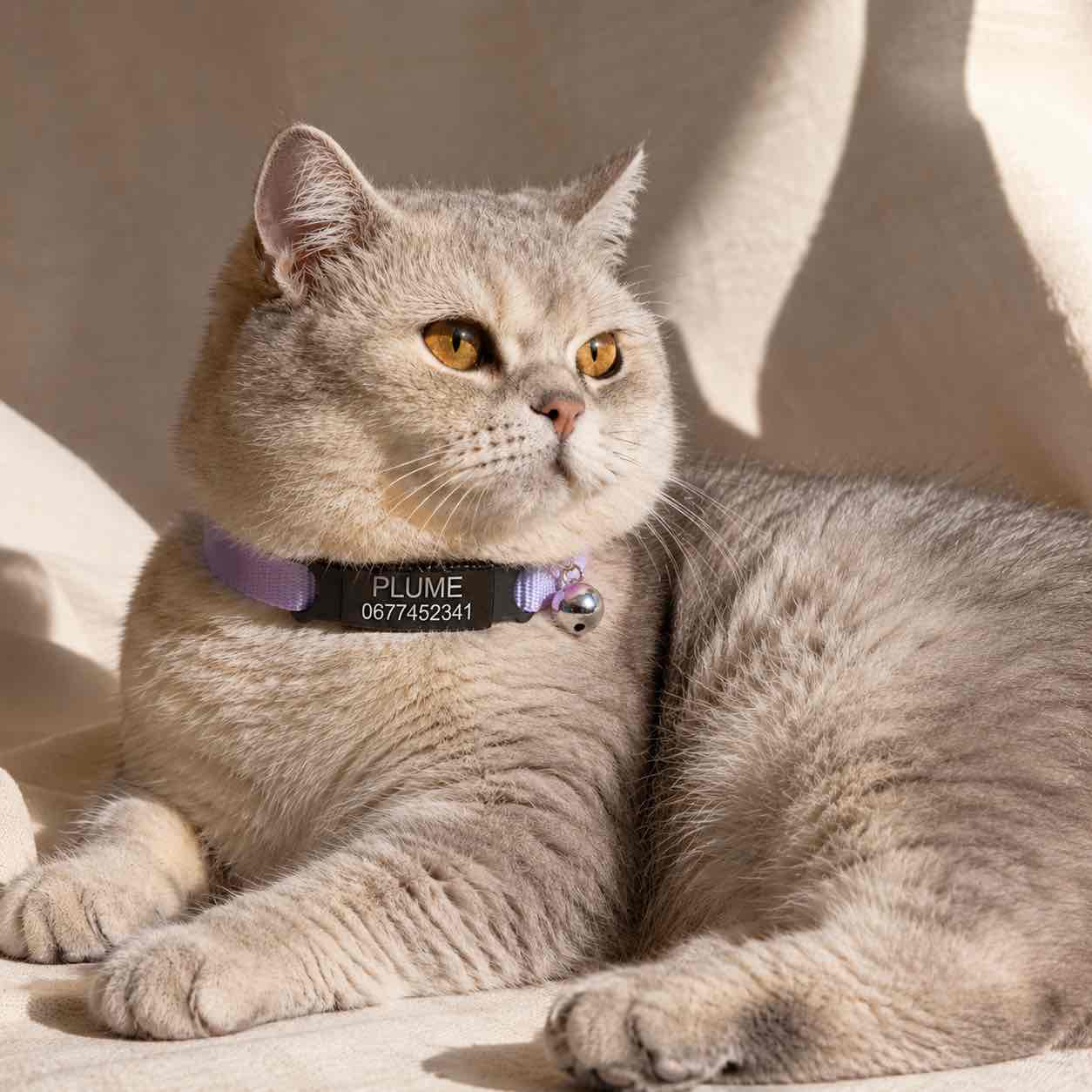 Collier personnalisable anti-étranglement pour chat