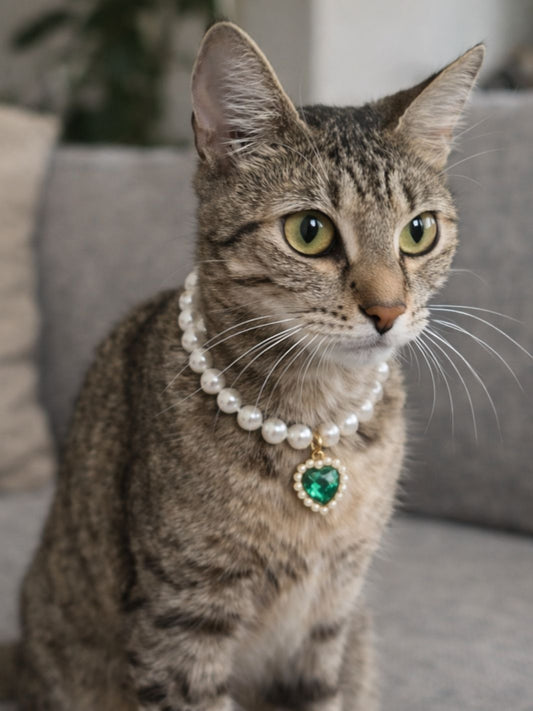 Un_collier_de_perles_sur_un_chat_gris