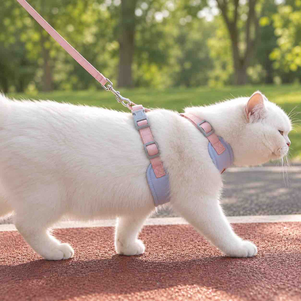 Un chat blanc marchant avec un harnais pour chat violet