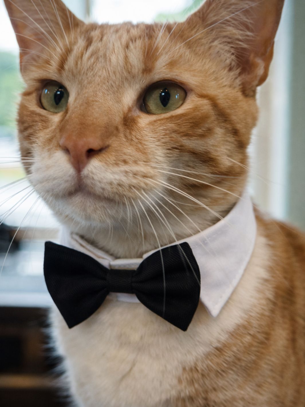 Un chat roux portant un collier avec un noeud papillon gris avec une clochette.