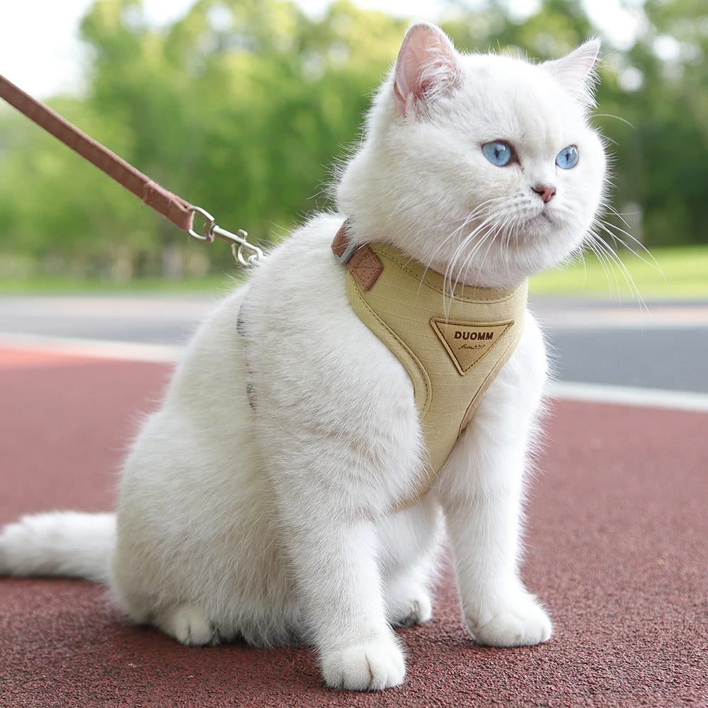 Un chat blanc aux yeux bleus portant un harnais beige