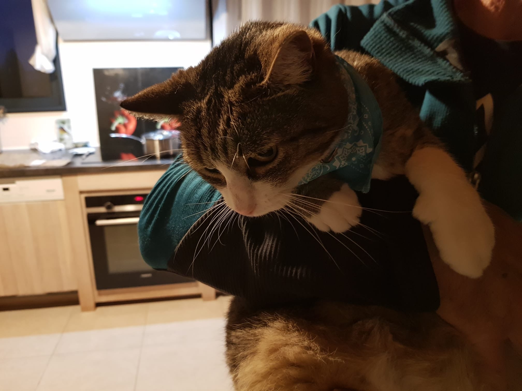 Chaine pour chien couleur chrome avec une fermeture coulissante