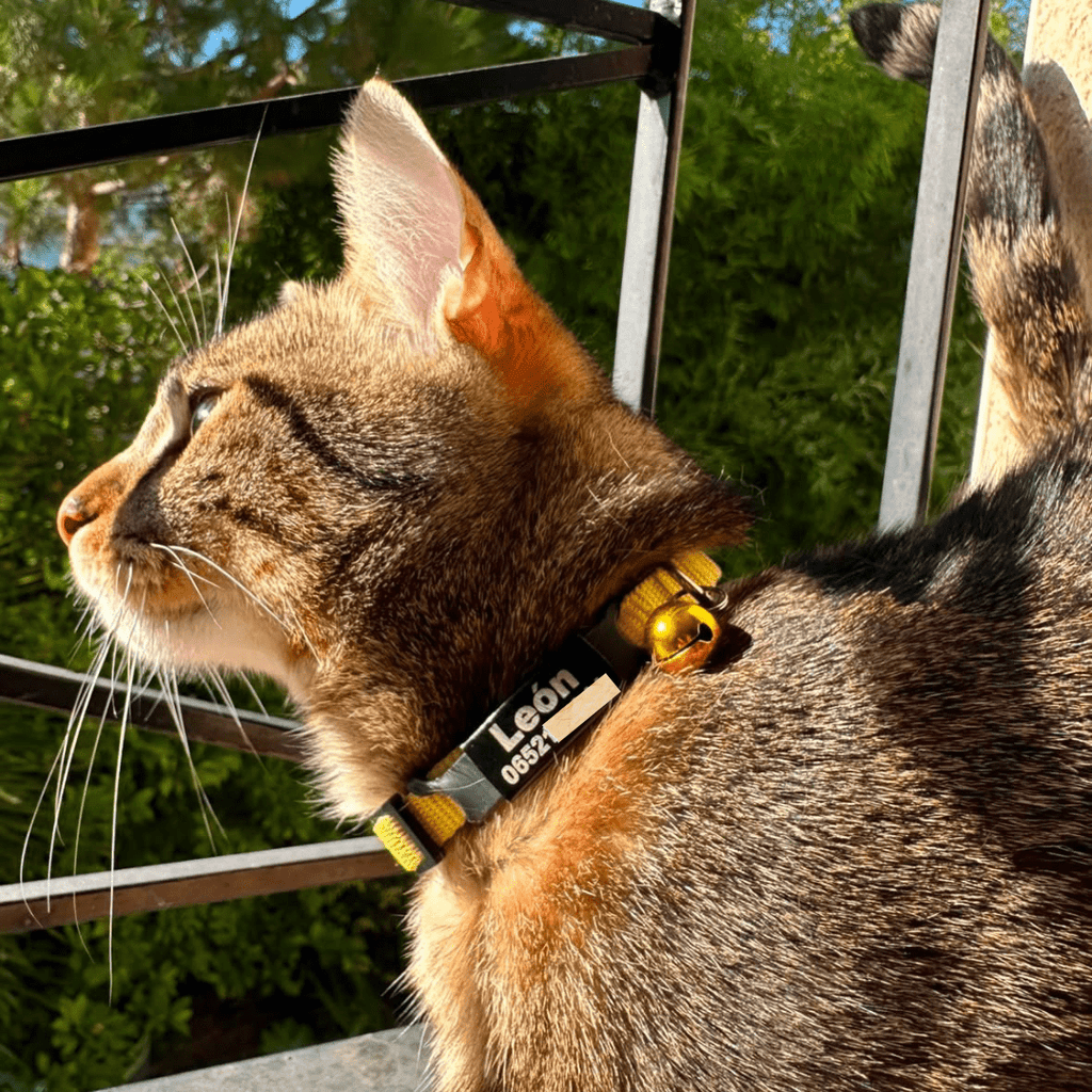 Collier personnalisable anti-étranglement pour chat - Muzo