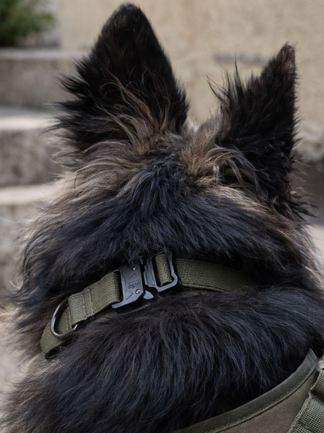 Un chien vu de dos. Il porte un collier en nylon vert olive de type tactique avec boucle de fermeture noire et anneau en D assorti.