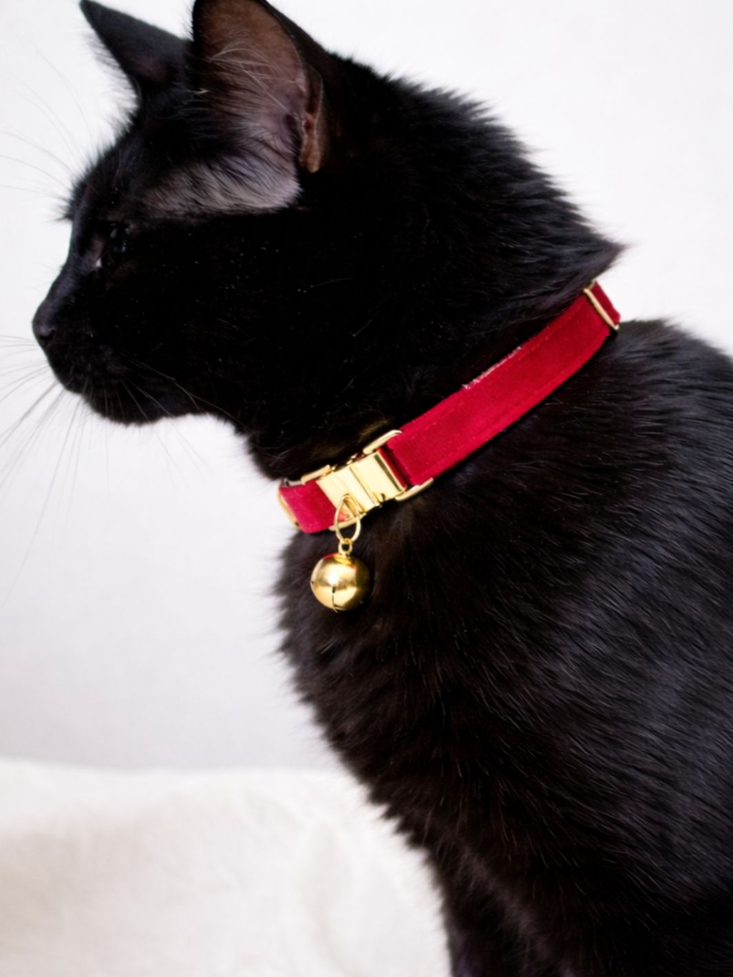 Un chat noir portant un collier en velours rouge