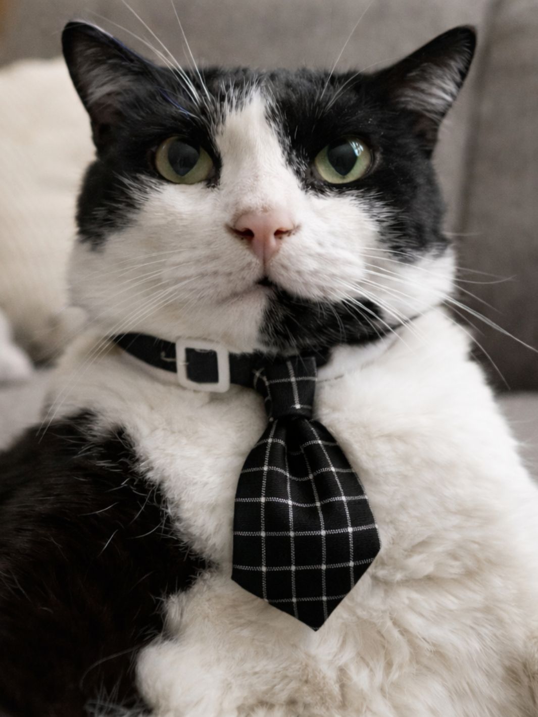Cravate pour Chat - Muzo