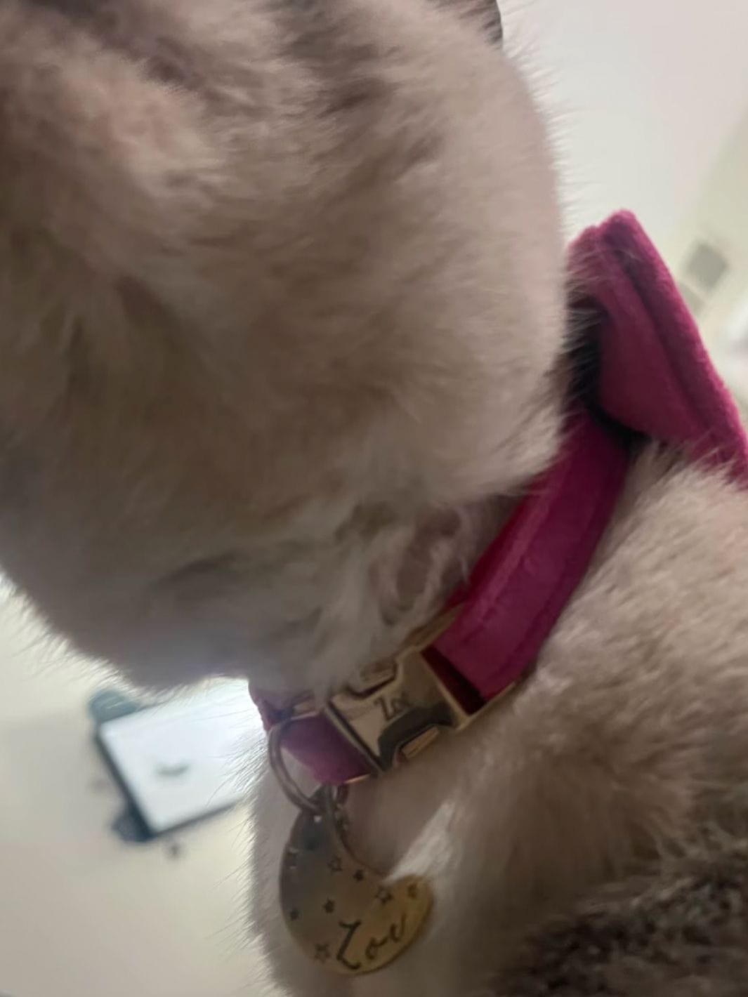 Un chat avec un collier noeud papillon rose en velours, avec le prénom gravé