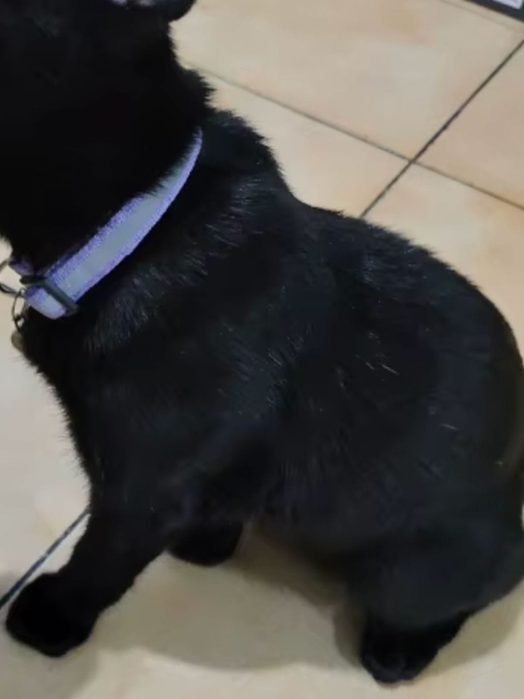 Un chat noir portant un collier réfléchissant violet