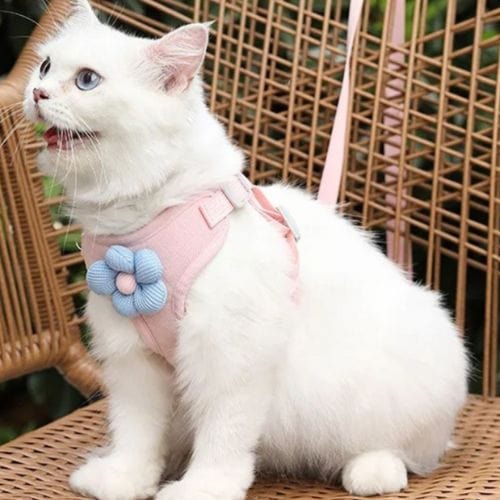 Un chat blanc portant un harnais rose avec une fleurs bleue au centre