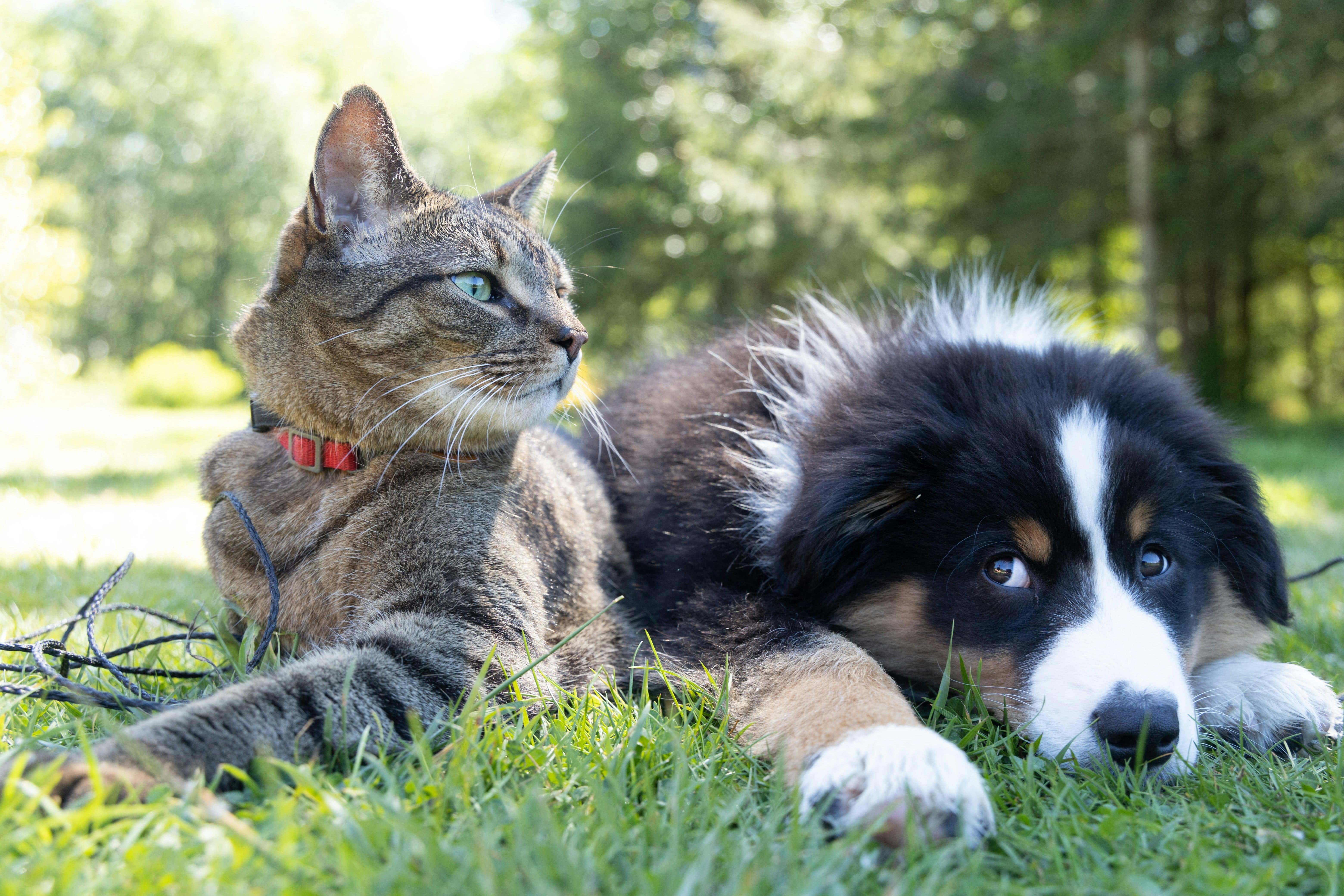 Un chat avec un collier rouge allongé dans l'herbe avec un chiot.
