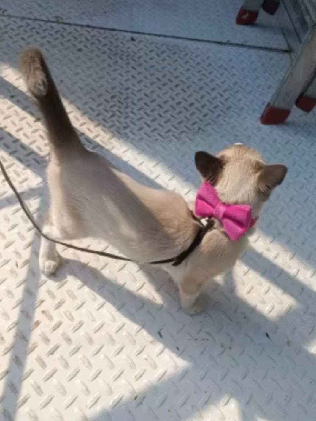 Un chat avec un collier noeud papillon rose en velours et une laisse