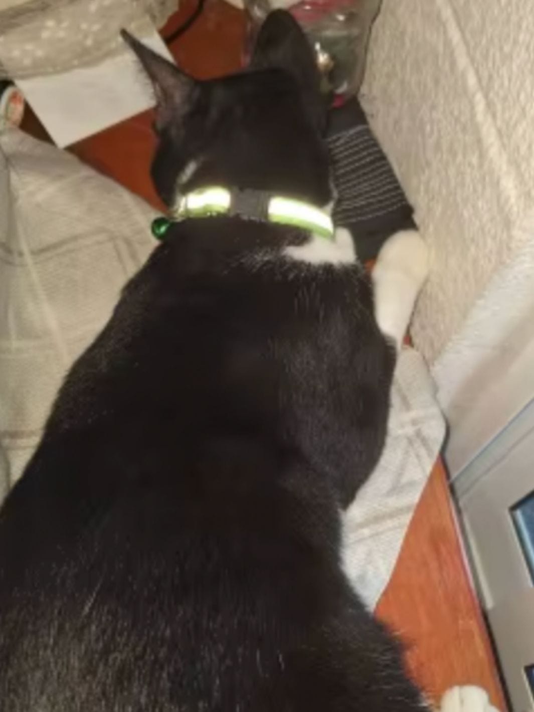 Un chat noir et blanc avec un collier réfléchissant vert et une clochette amovible