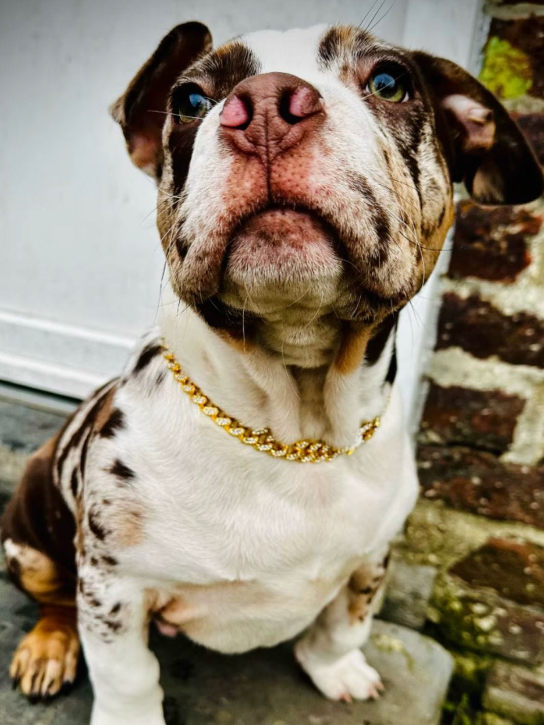 Chien portant un collier chaine couleur or avec des strass