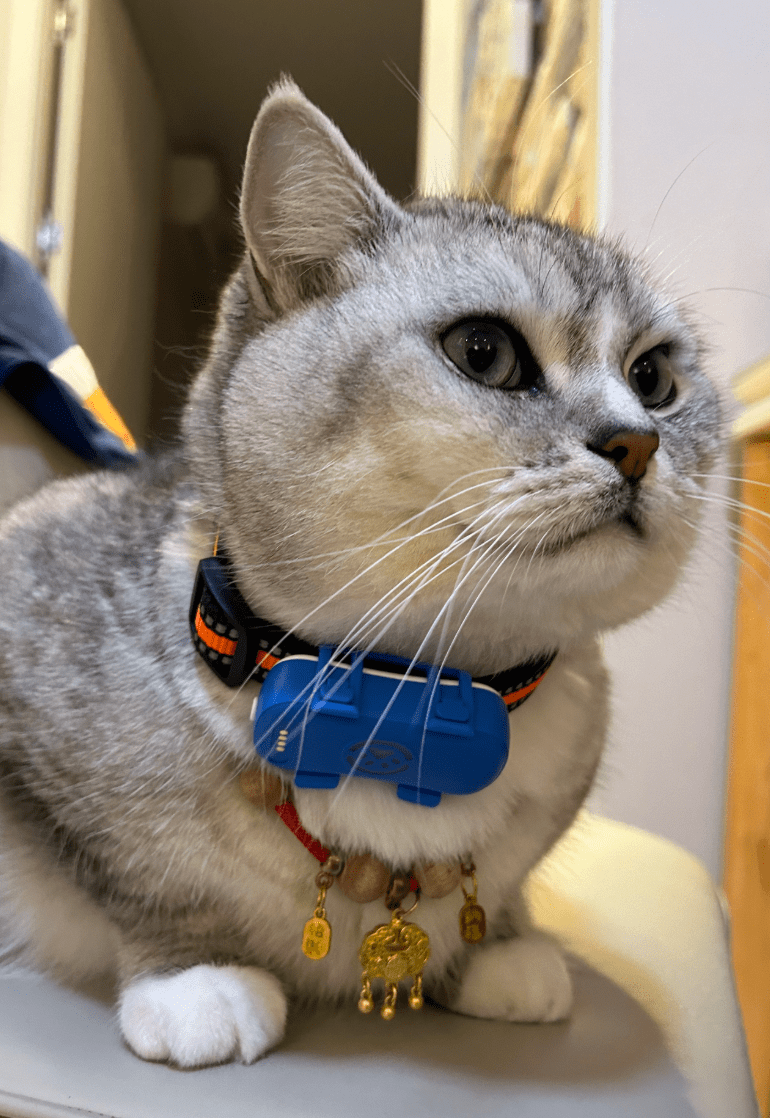 Un char portant un collier GPS bleu eu blanc