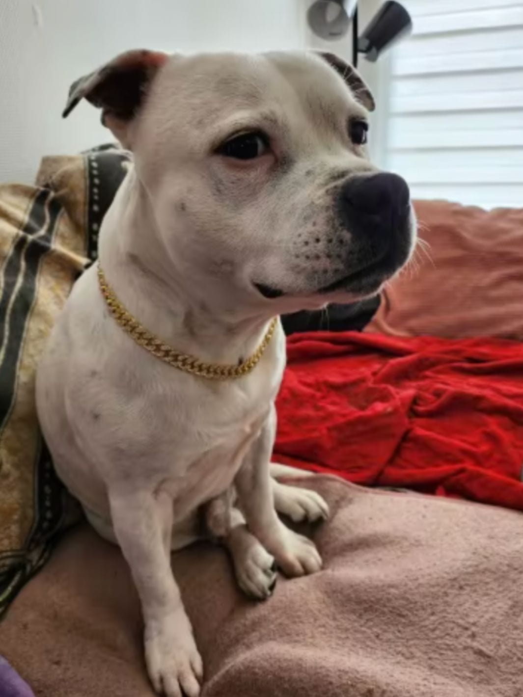 Un chien staff blanc avec une ciane collier autour de son cou