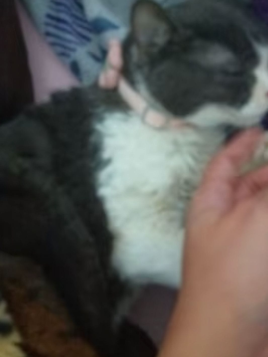 Un chat noir et blanc portant un collier pour chat rose avec une fleur