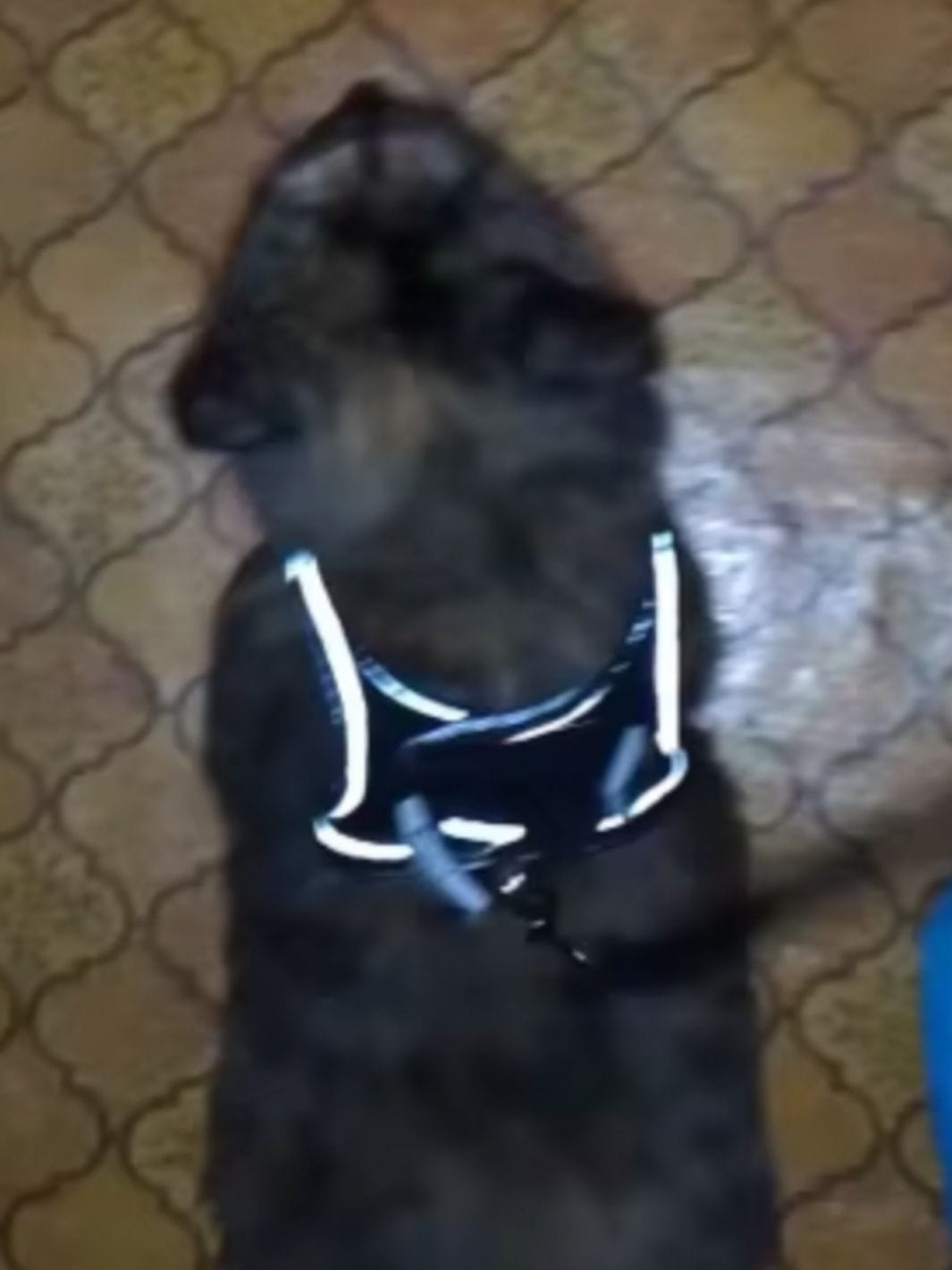 Collier beige pour chat une fleur en décoration