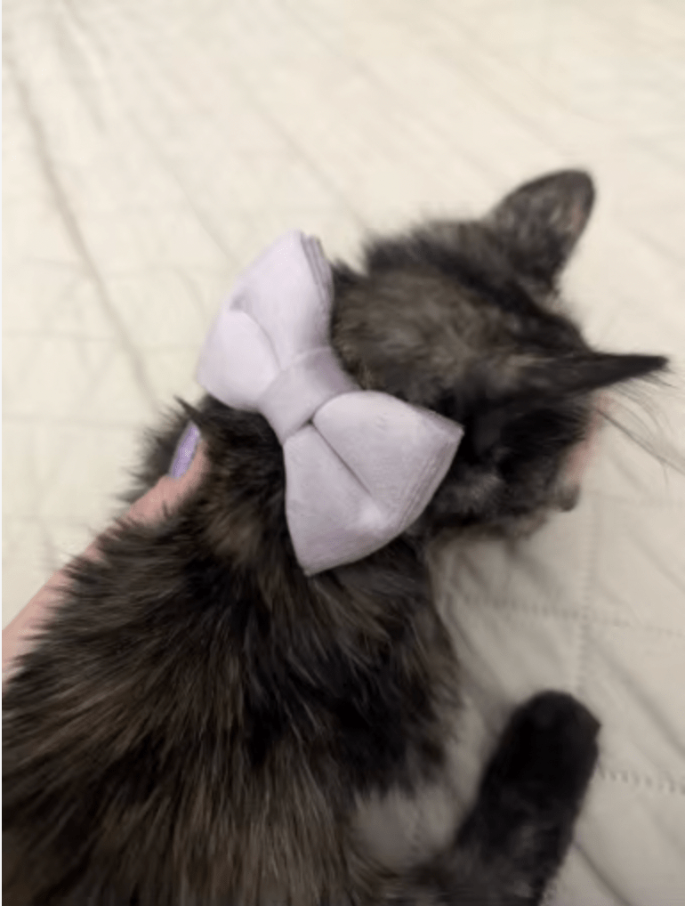 Un chaton avec un noeud papillon violet en velours