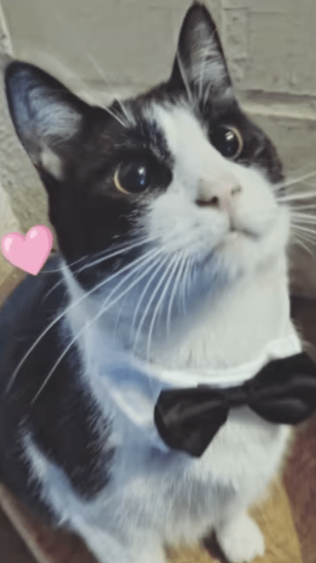 Chien portant un collier chaine couleur or avec des strass