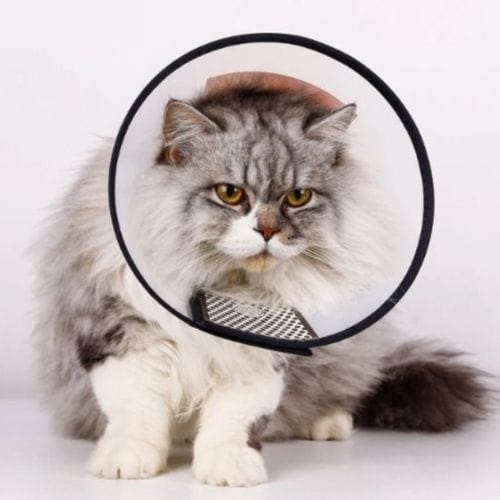 Collier anti léchage transparent pour chat avec bordures noires, idéale pour éviter le léchage et les blessures tout en offrant une bonne visibilité et un confort optimal.