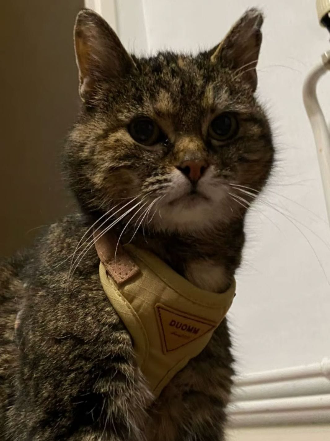 Un chat noir et blanc portant un collier pour chat rose avec une fleur