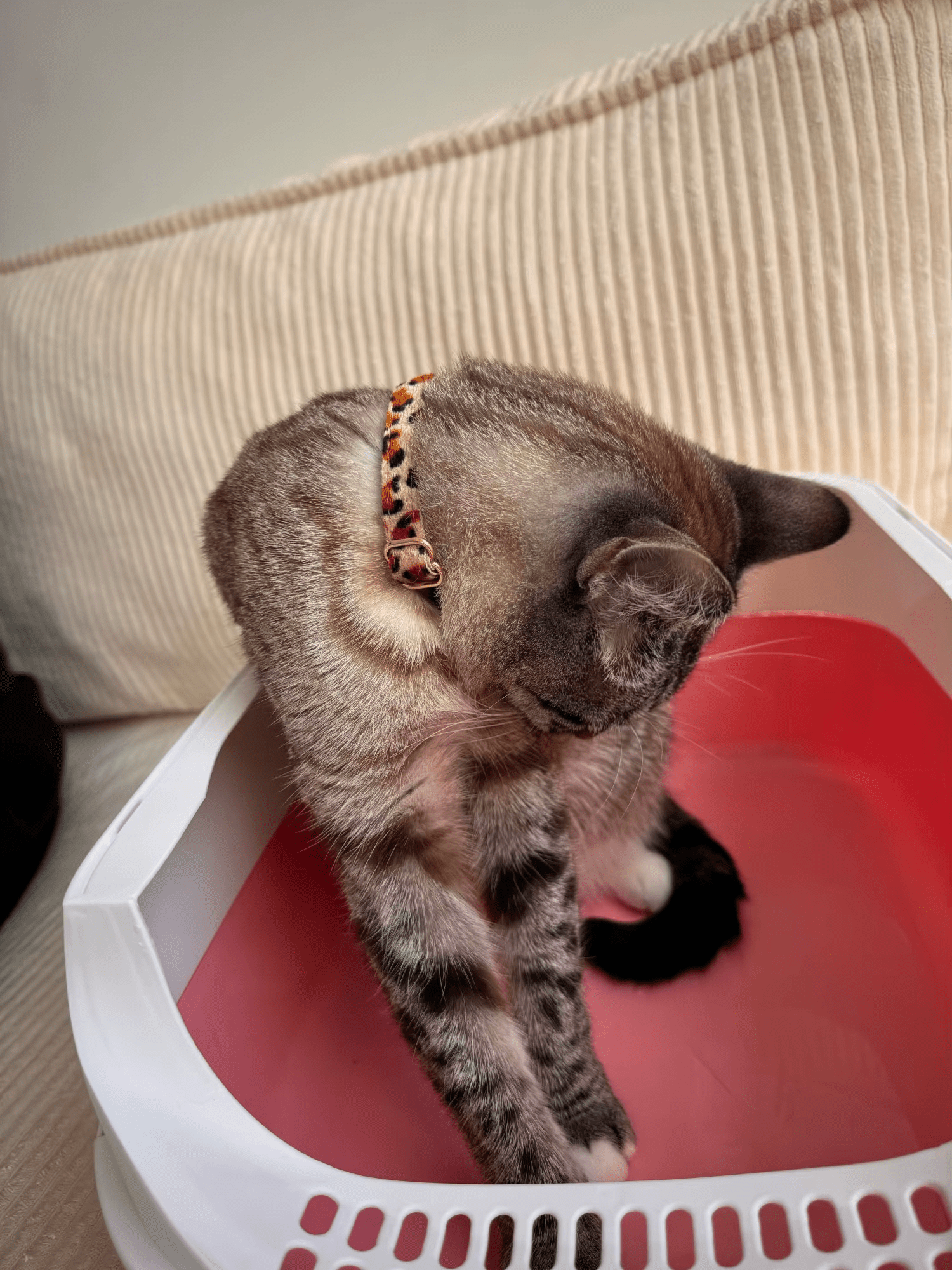 Un chat dans une litière vide avec un collier couleur léopard