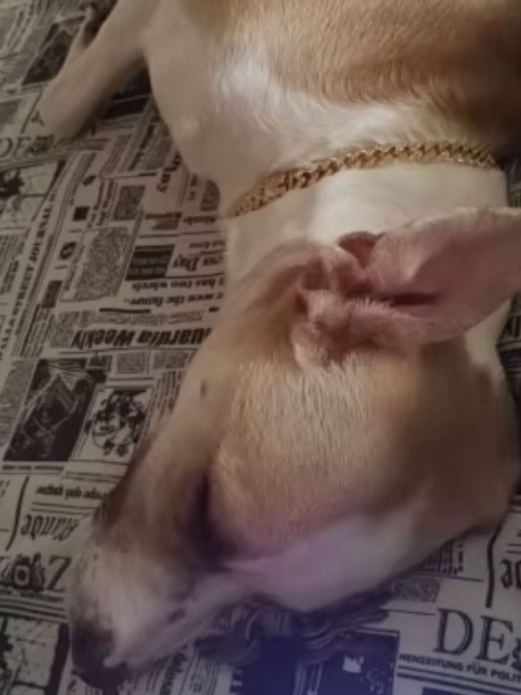 Un petit chien portant un collier chaine