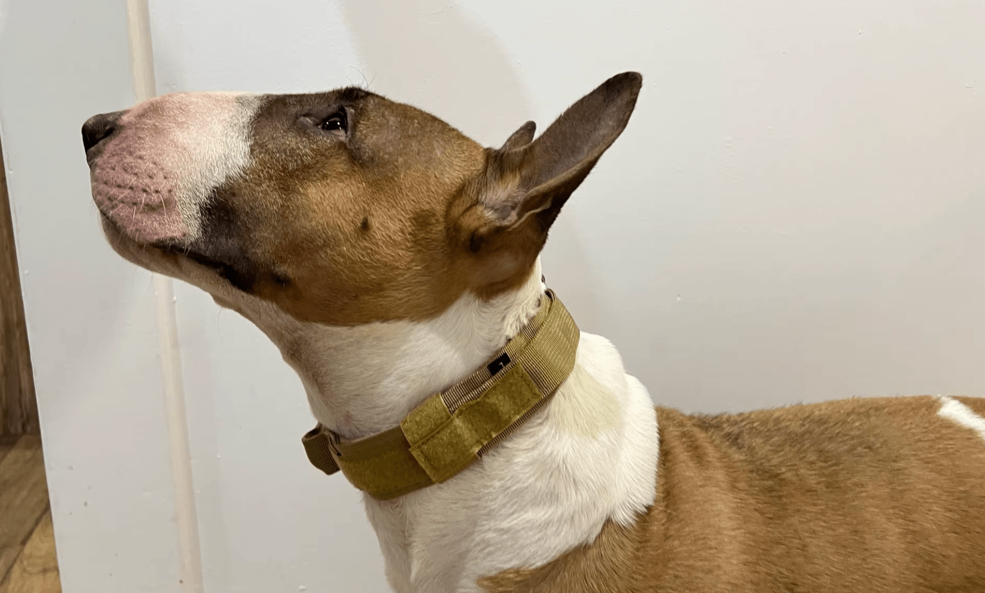 Un chien portant un collier vert