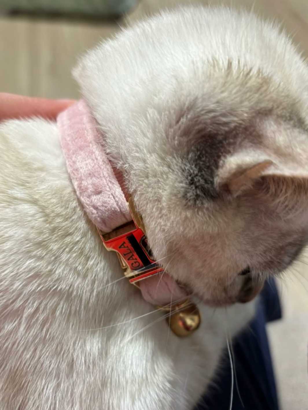 Un chat blanc avec un collier rose personnalisable équipé d'une clochette