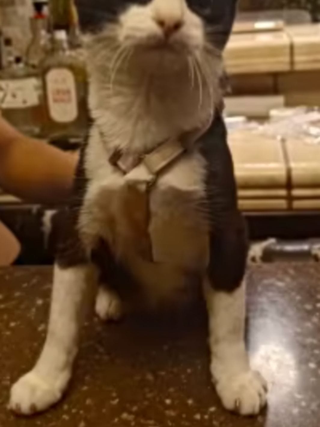 Collier beige pour chat une fleur en décoration