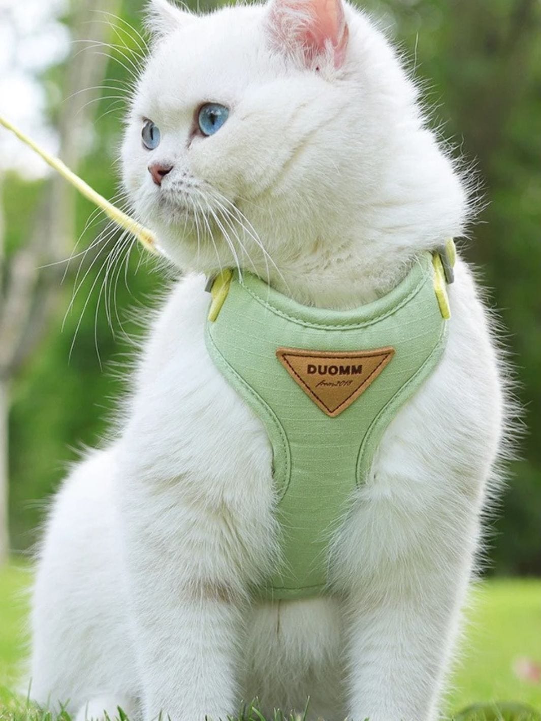 Harnais pour Chat Adulte