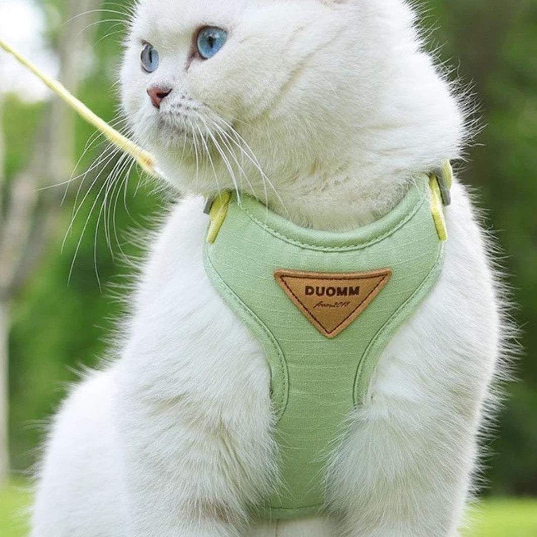 Un chat blanc portant un harnais pour chat vert