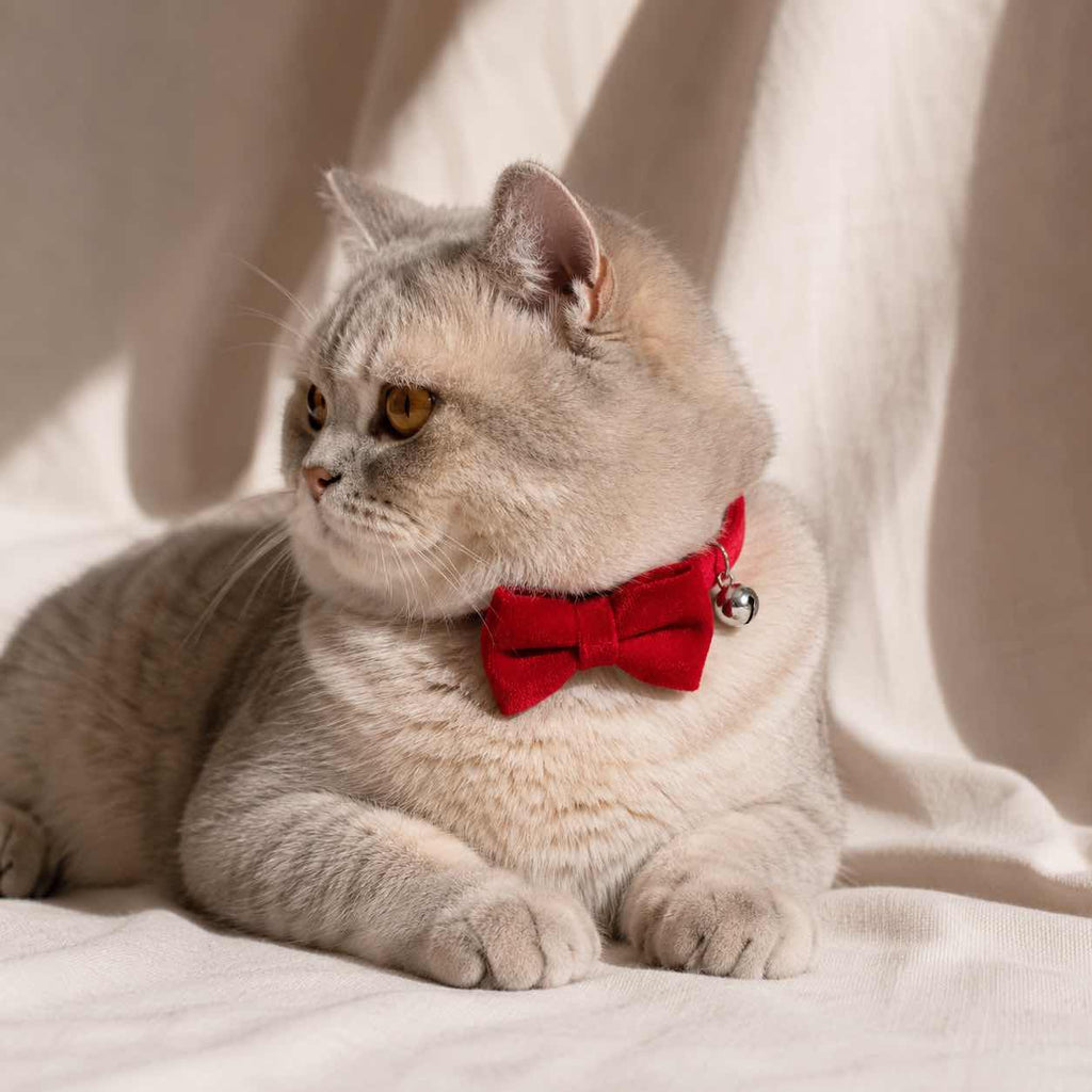 Nœud papillon anti-étranglement en velours pour chat - Muzo