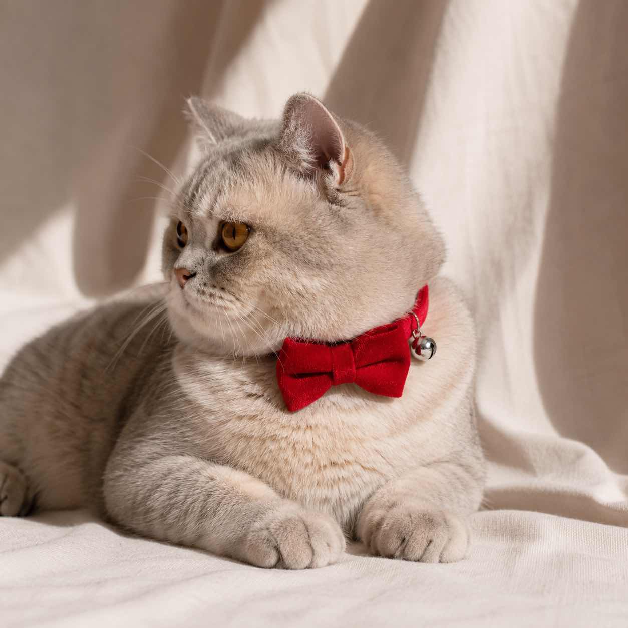 Nœud papillon anti-étranglement en velours pour chat - Muzo